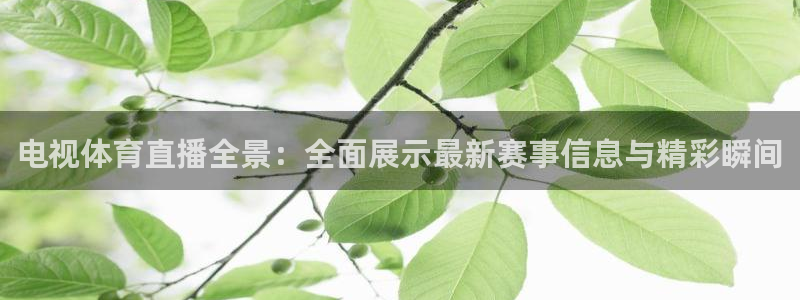 电视体育直播全景：全面展示最新赛事信息与精彩瞬间